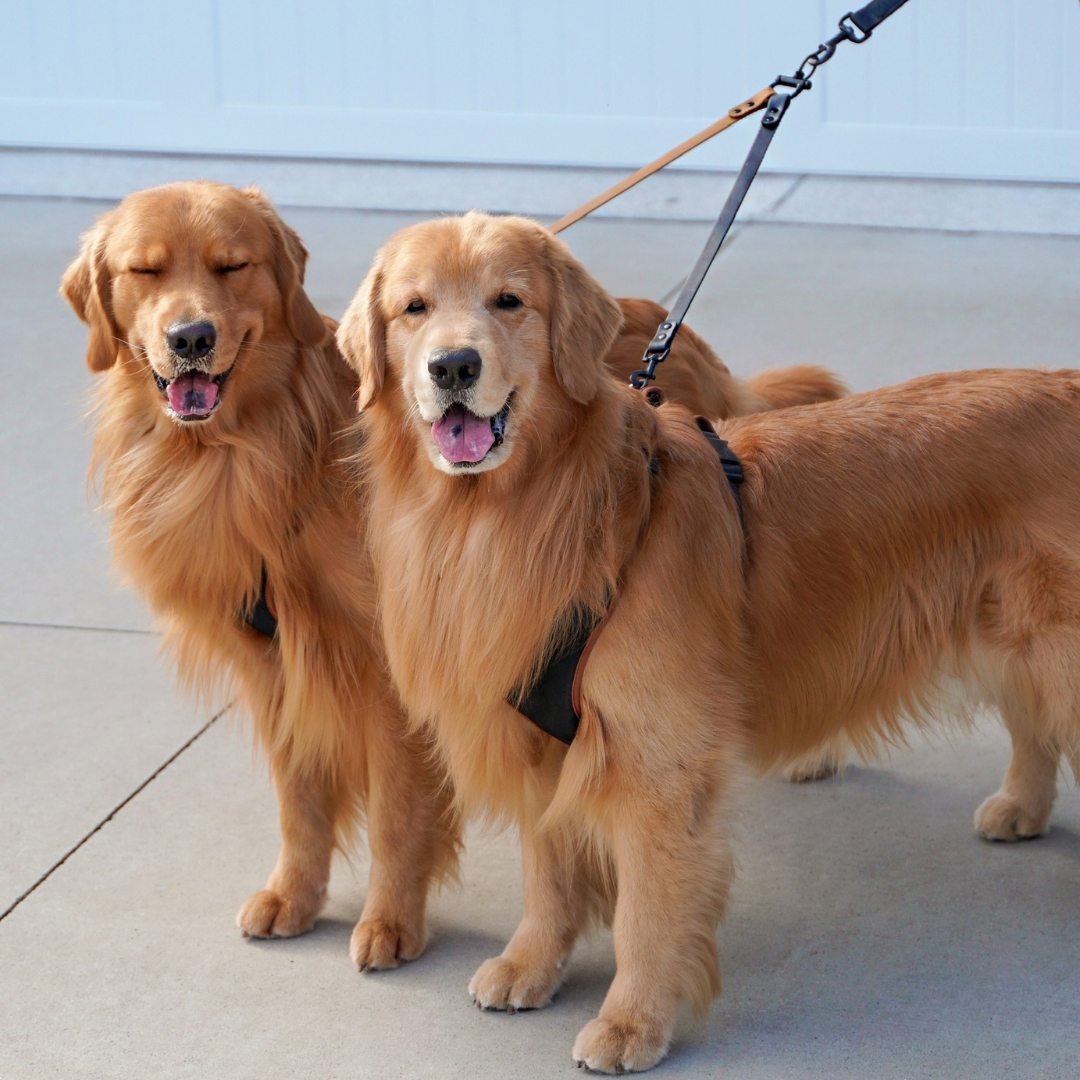 Double Dog Leash Attachment – Tucker Todd
