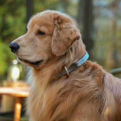 Quick Release Adventure Collar - Driftwood Green