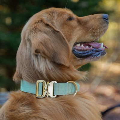 Quick Release Adventure Collar - Mint