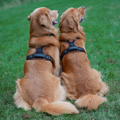 Comfort Padded Dog Harness with Traffic Handle